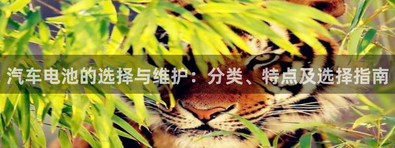 优发国际官方网手机版：汽车电池的选择与维护：分类、特点及选择指南